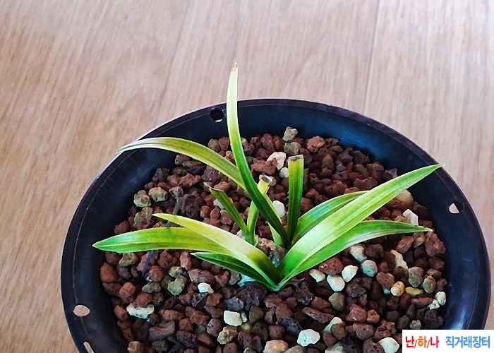 산채출단엽성서반