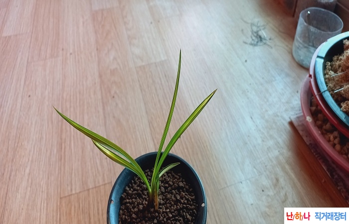 입변황산반중투