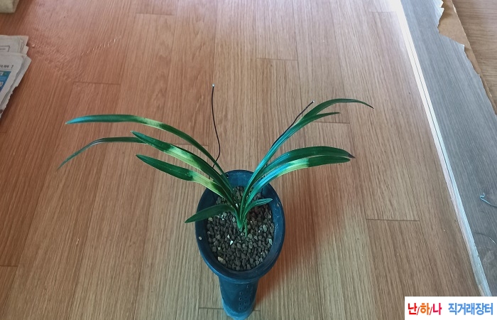할인>산채출발진청황?