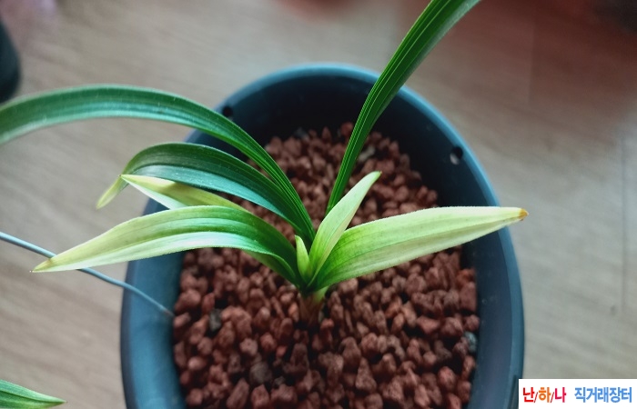 산채출황산반