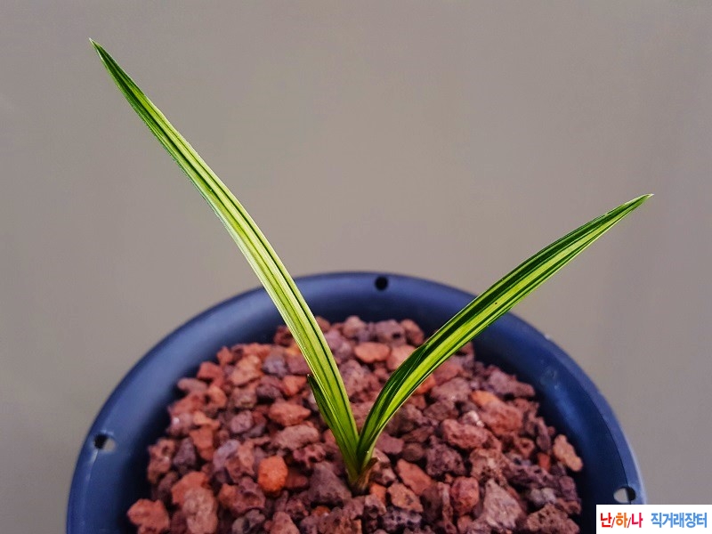 종자하세요. (금계녹호?