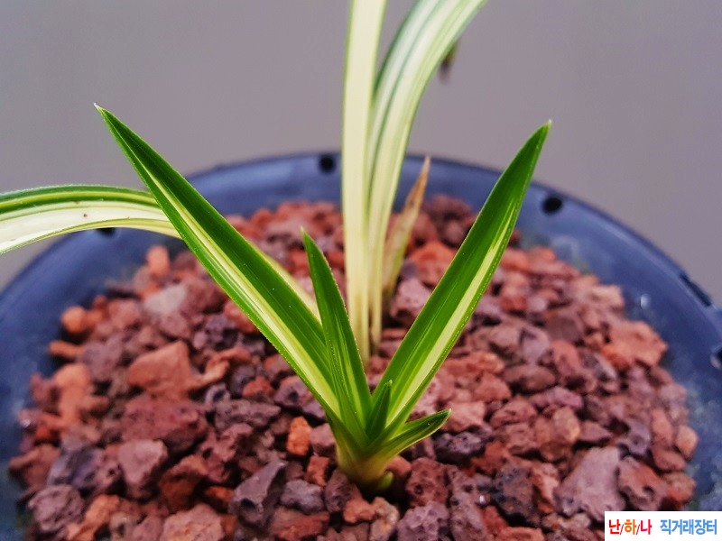 종자하세요. (입변중투?