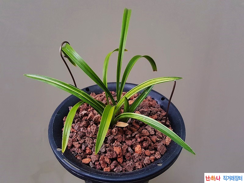 종자하세요. (금계녹호?