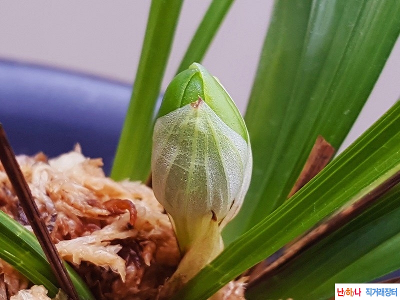 꽃보세요. (원판소심/?