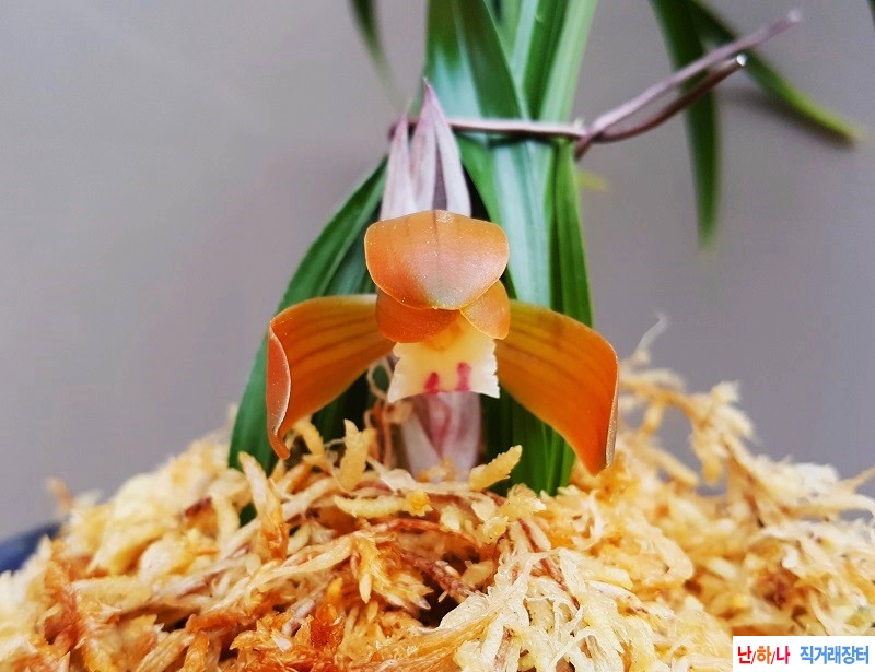 꽃보세요. (홍화/꽃대1)