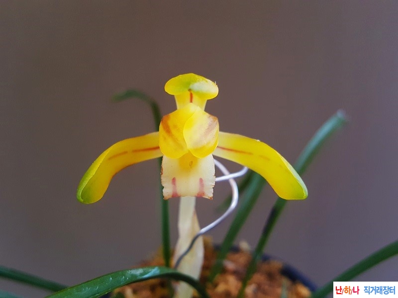 꽃보세요. (진성황화/?