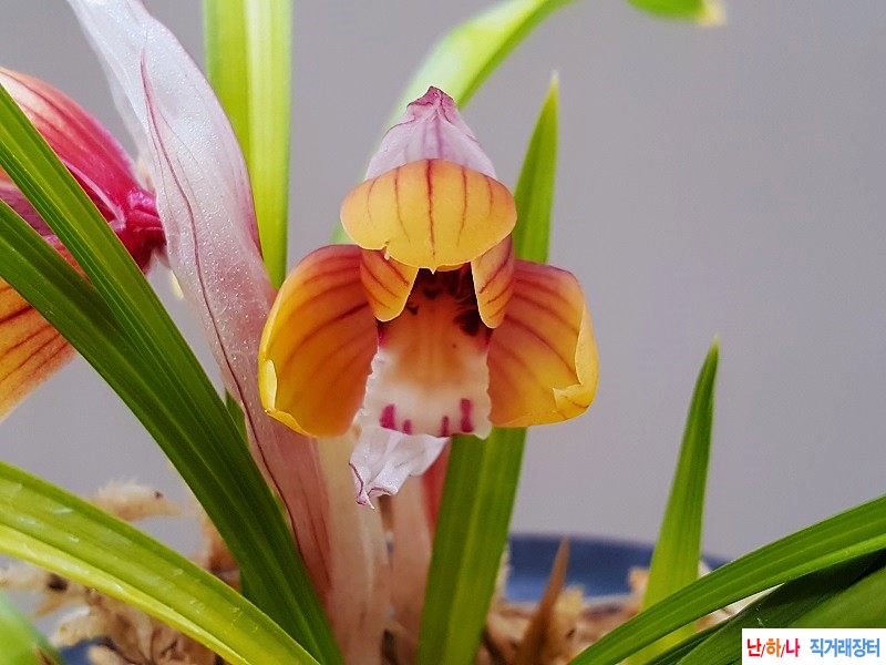 꽃보세요. (색화/꽃대2)