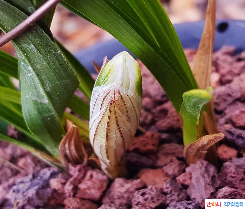 꽃보세요. (장단엽/꽃?