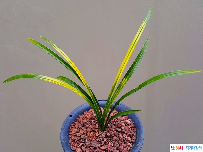 종자하세요. (주금서반?