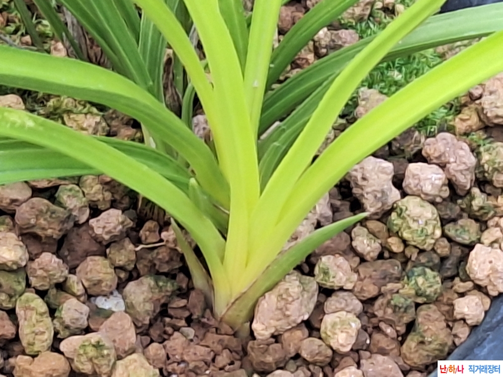 산출오렌지서반