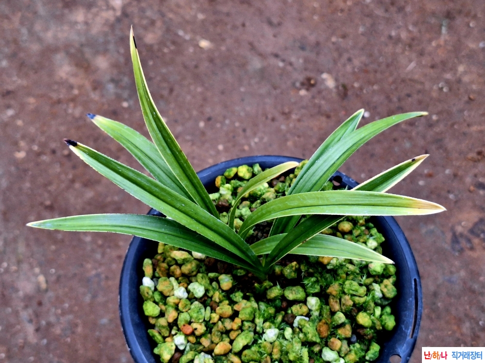 단엽성입변복륜