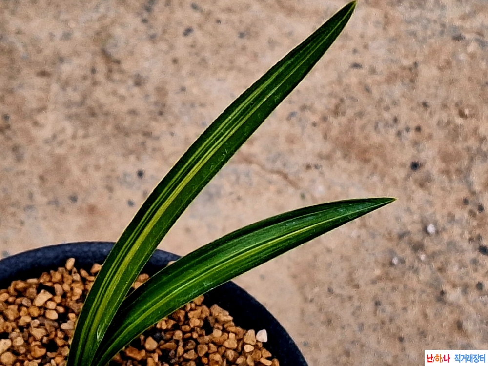 단엽중투기대품