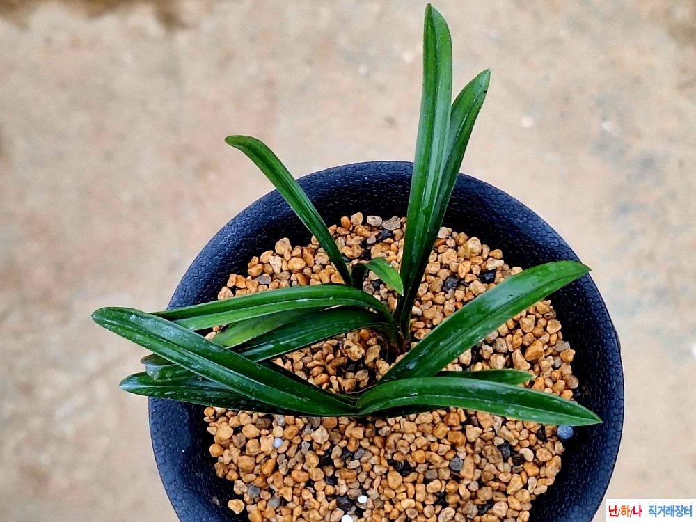 산출발전중인단엽