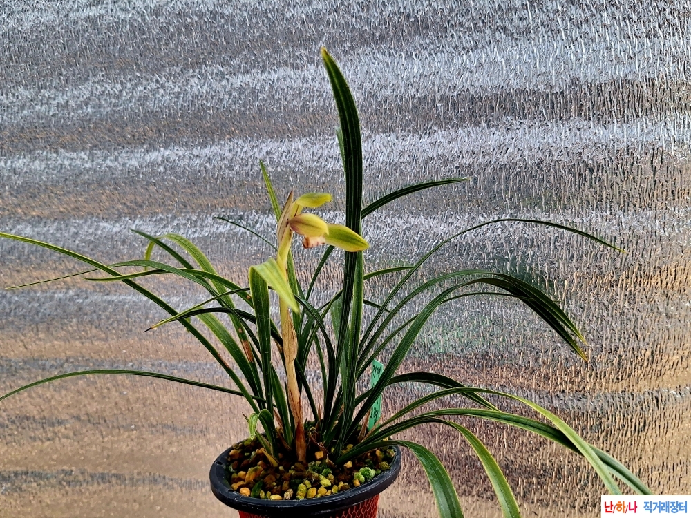 특산반대륜산반화