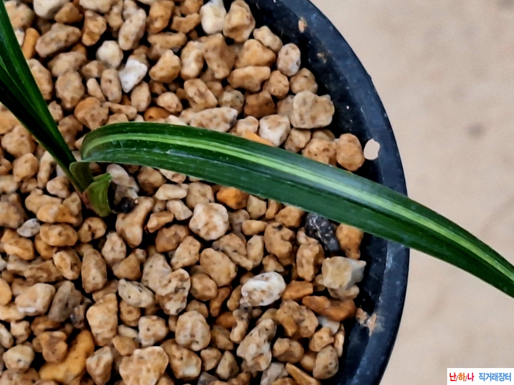 터질듯입변산반