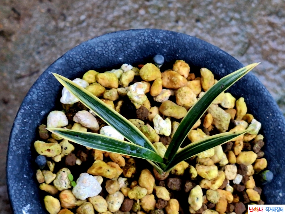 단엽변극황복륜