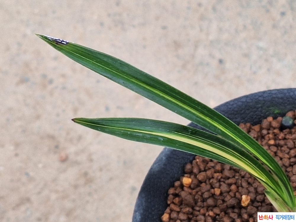 중배진단엽성호