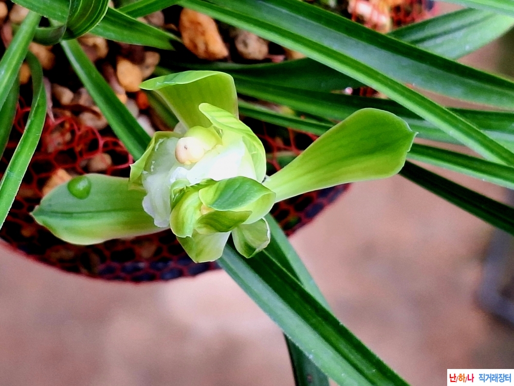 특이한기화소심