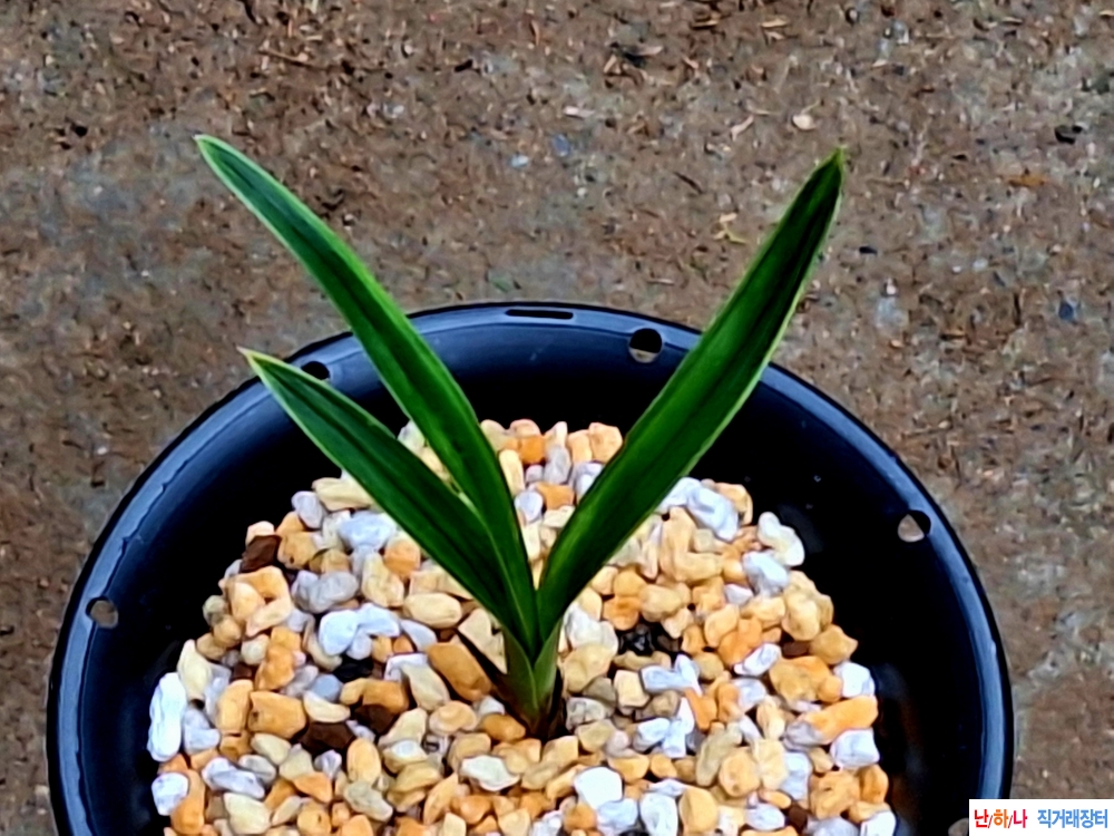 단엽성서반복륜