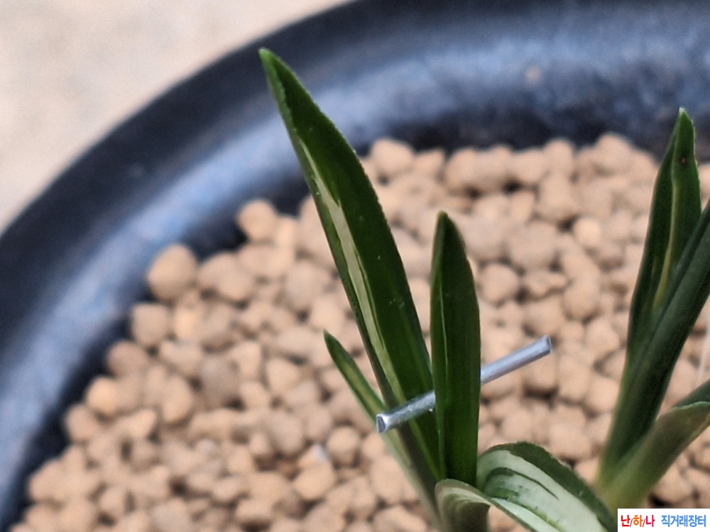 까닥지입변산반호