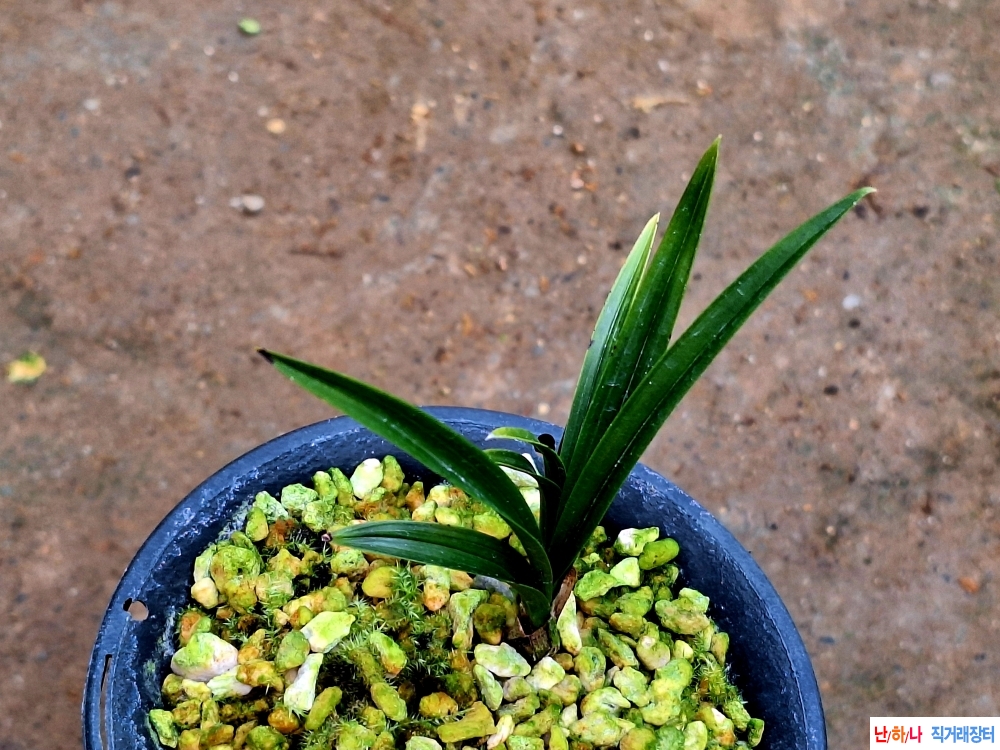 후육단엽변반물