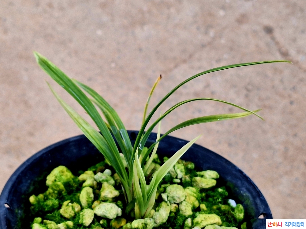 산출까닥지입변산반