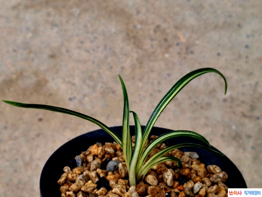 까닥지입변중투호