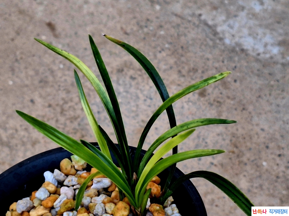 단엽성입변서반중투