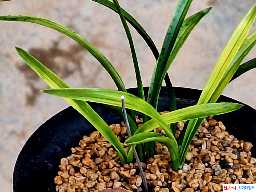 산출입변황서반