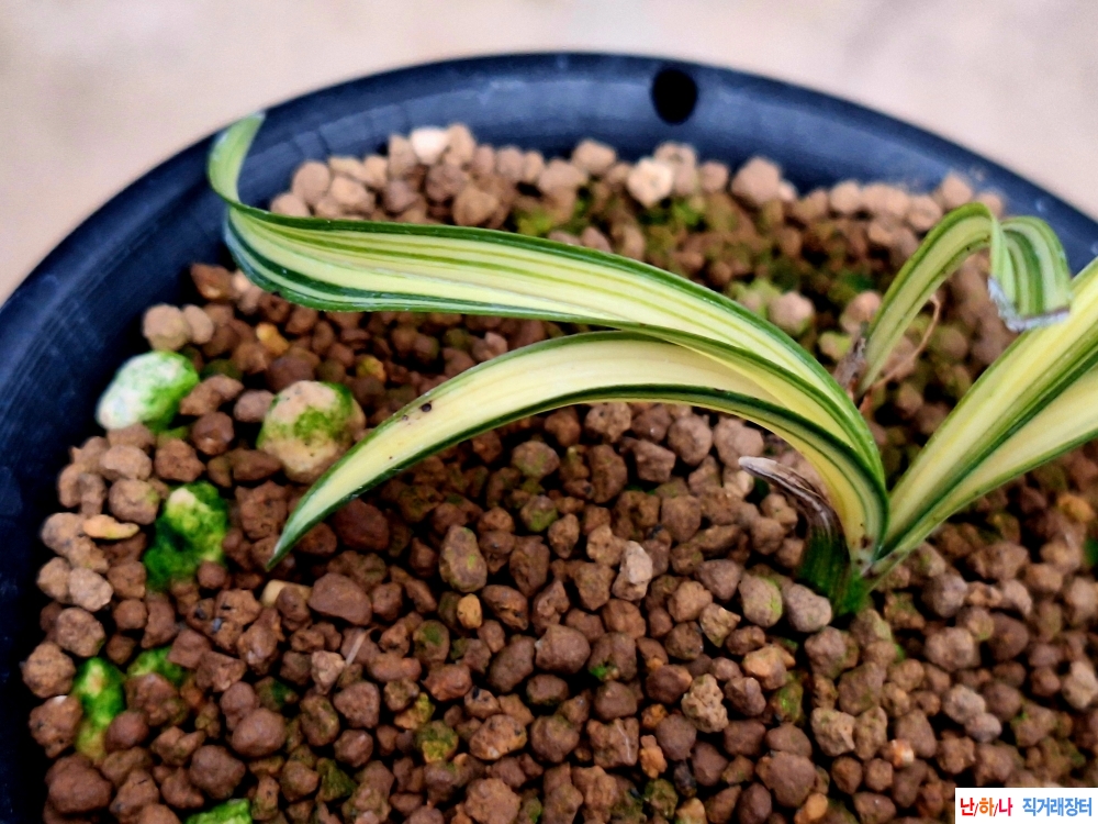 까닥지입변중투