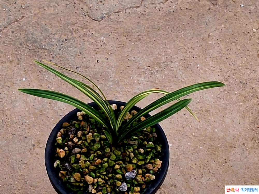 단엽중투기대품