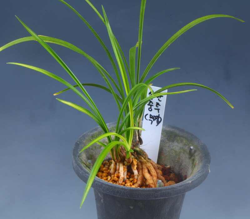 산반중투-산채출발