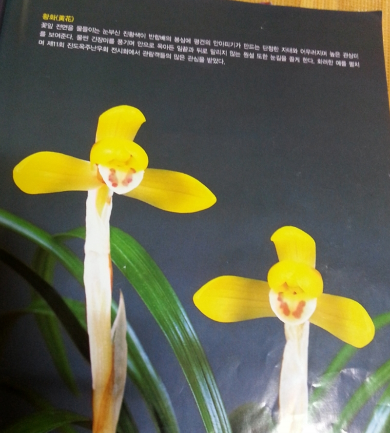 무명,,에이스,,극황,,진?