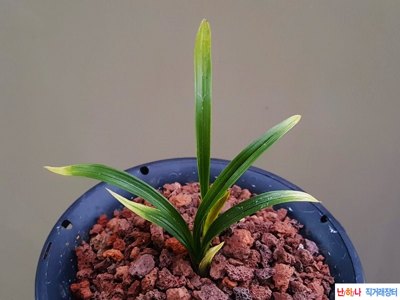 종자하세요. (단엽성/산반)