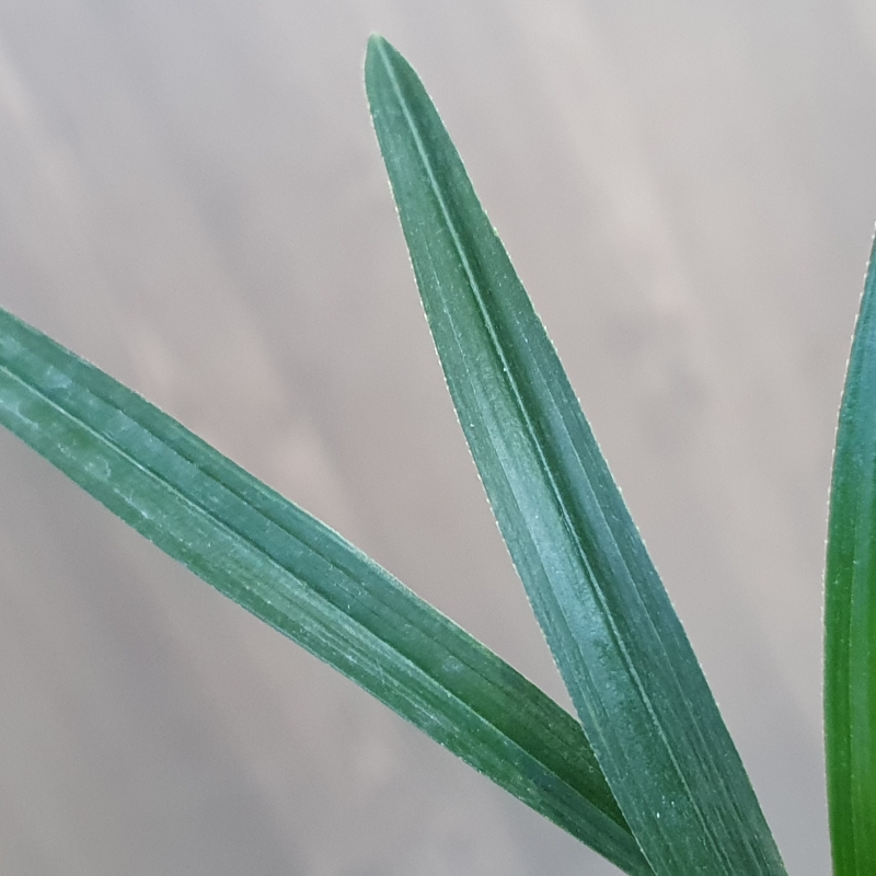 단엽,,먹란,,빠빠시,,산?