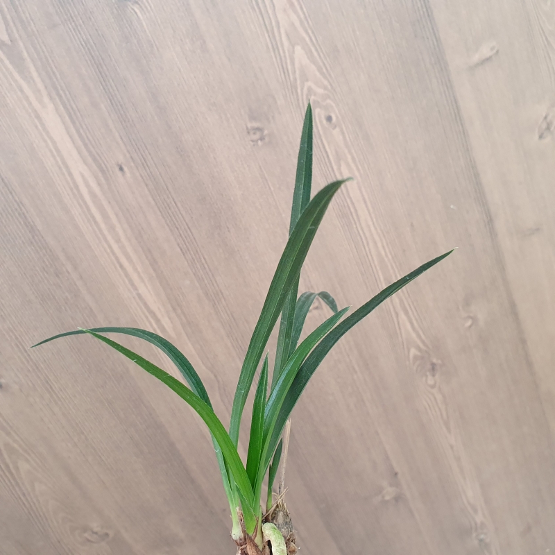 산채출발,,장단엽,,반?