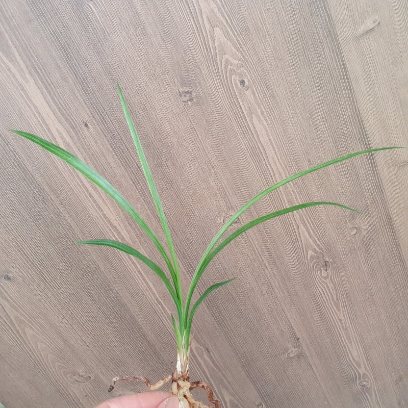 전면,,녹호,,산반