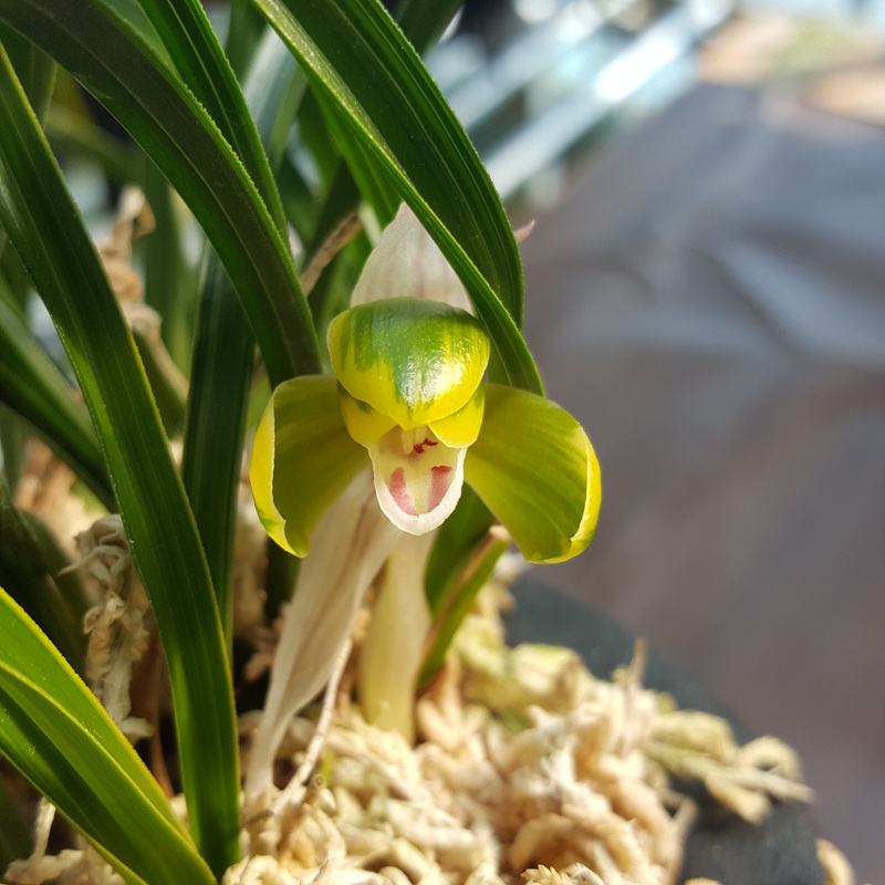 무명,,복륜형,,원판,,산?