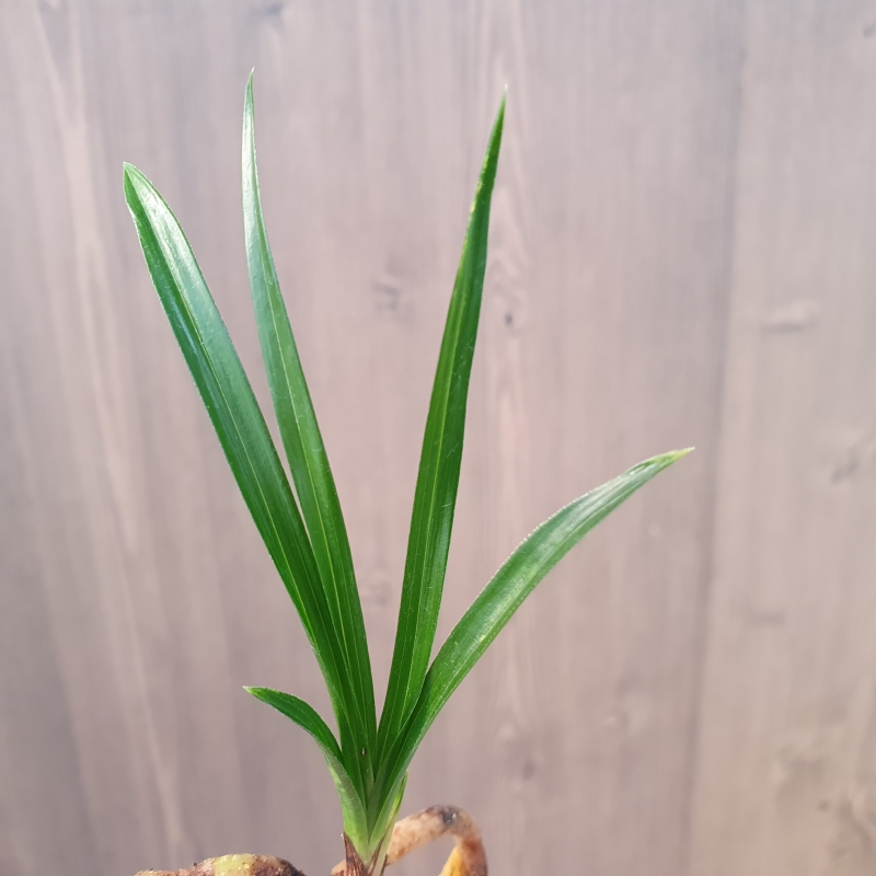 단엽성,,두화변,,산반