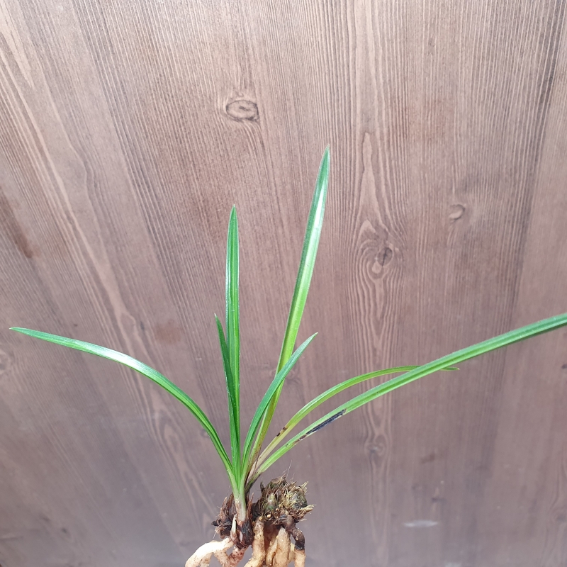 산채출,,까닥지,,두화?