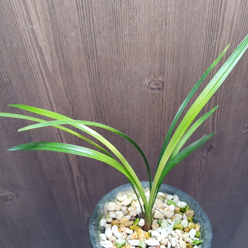 산채출발,,황,,서반