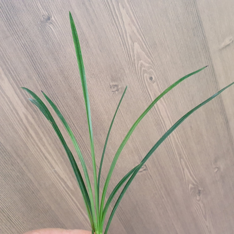 두화변,,먹란,,서반