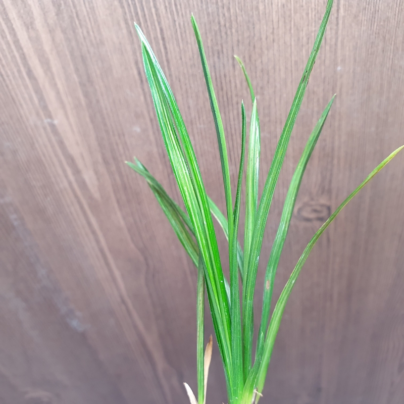 산채원방,,두화변,,입?