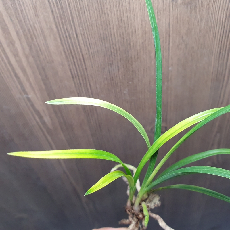 산출그대로,,황,,서반