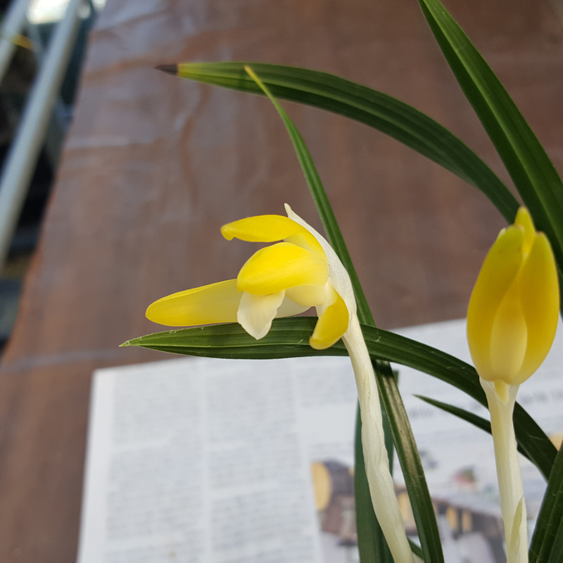 무명,,황화소심,,꽃2