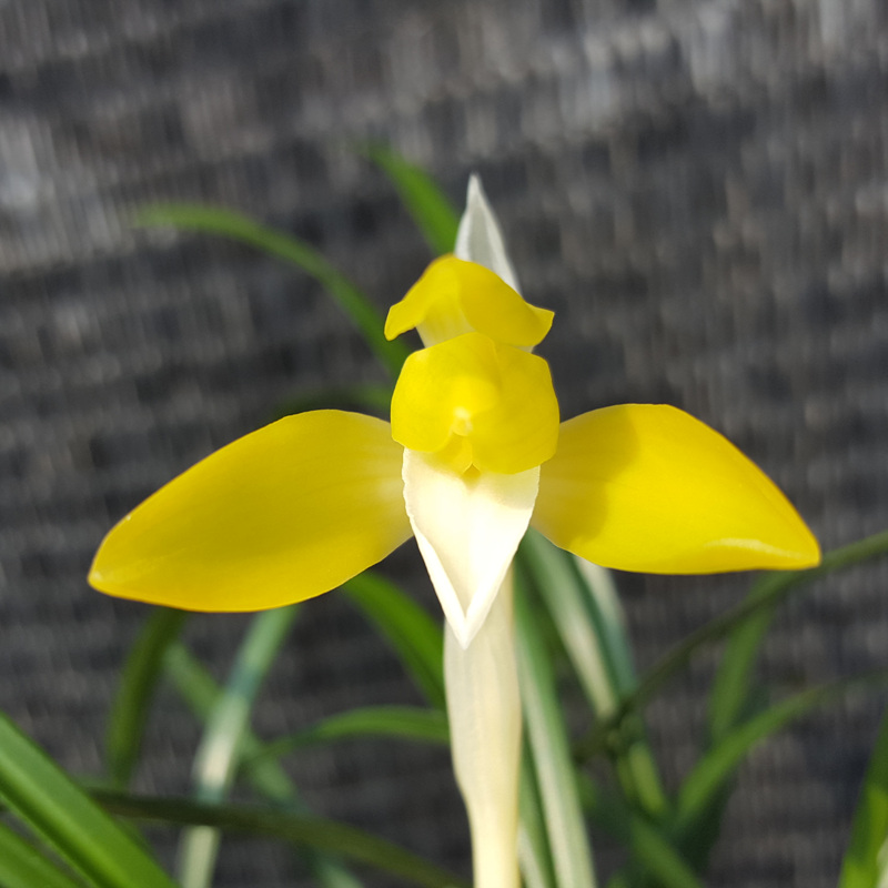 무명,,대륜,,진성,,황화?