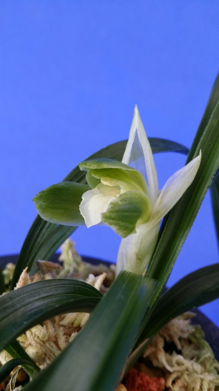 무명,,산반,,소심