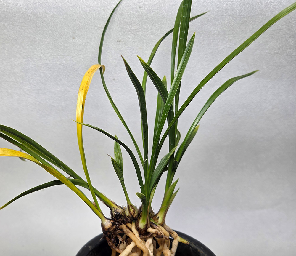 산채 출 입변산반