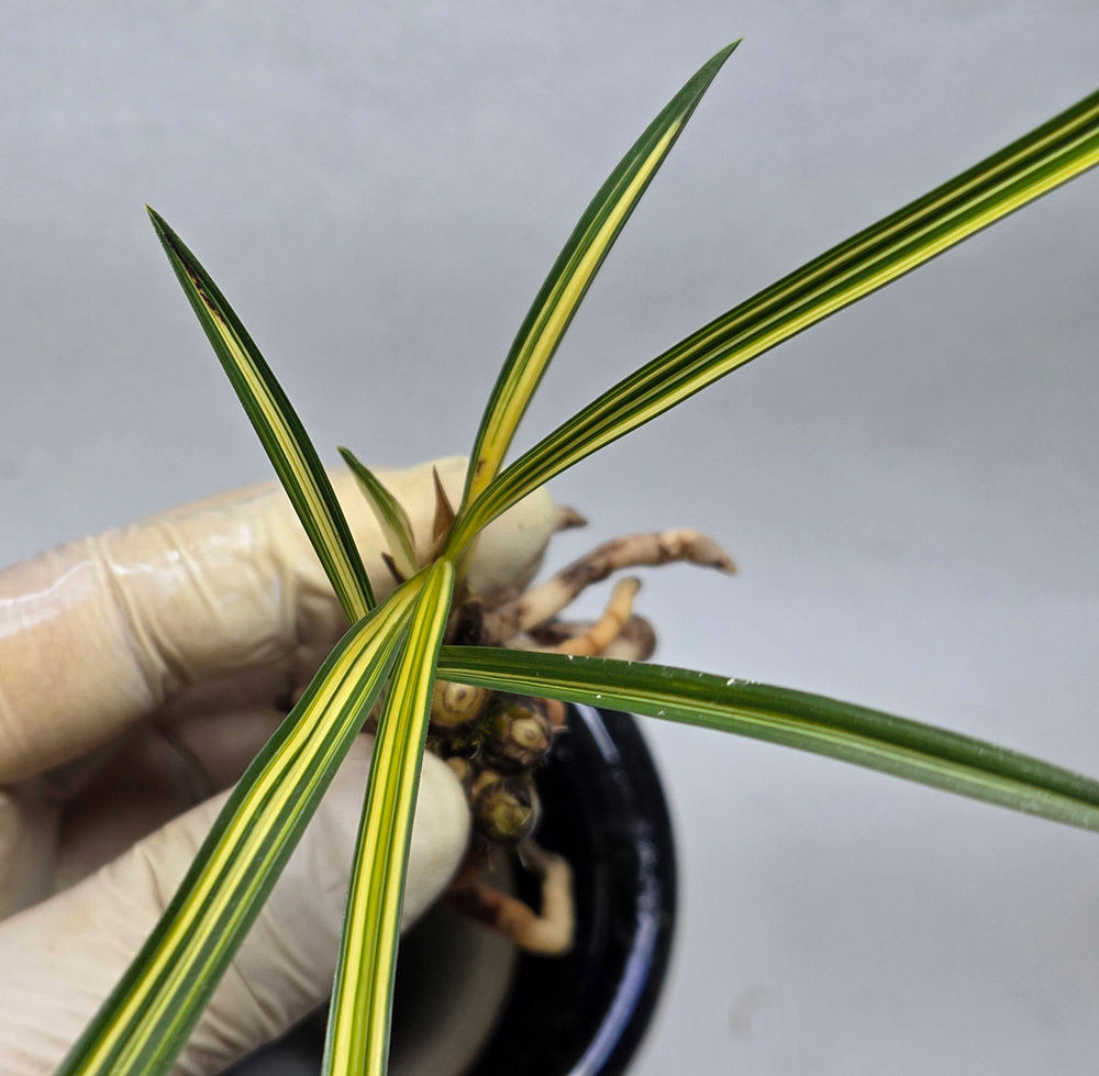 무명 극황 입변중투