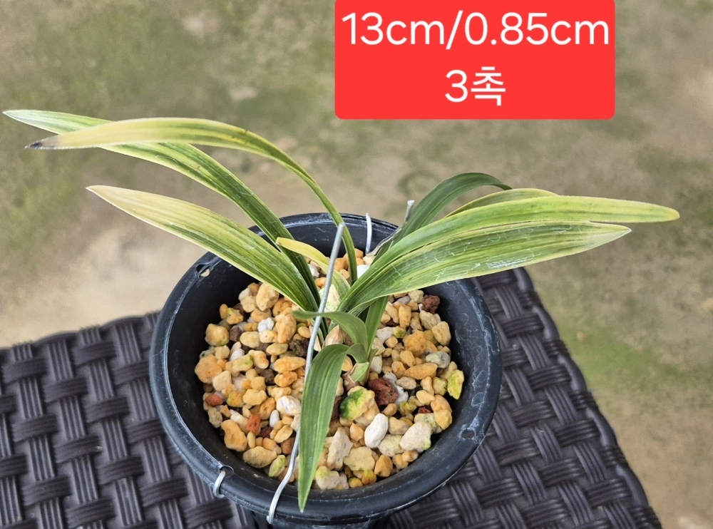 환엽